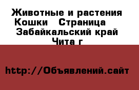 Животные и растения Кошки - Страница 9 . Забайкальский край,Чита г.